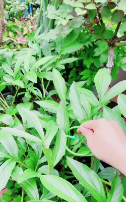 家庭养花用生根粉