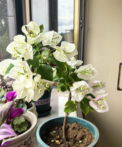 家庭养花用生根粉