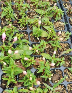 家庭养花用生根粉