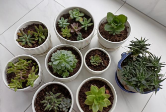 家庭养花用生根粉