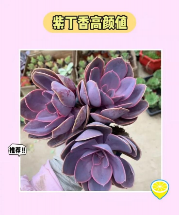 紫丁香多肉怎么出状态