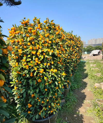 四季桔怎么催果