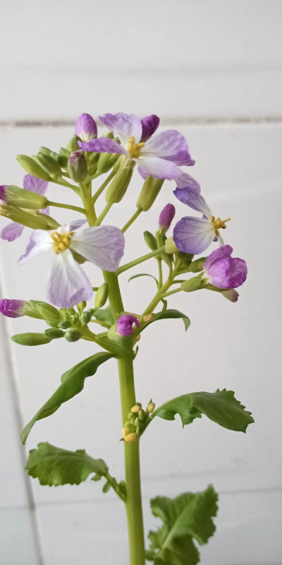 萝卜头上的花怎么种