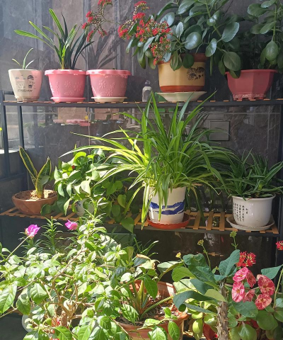 家庭养花用生根粉