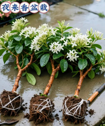 家庭养花用生根粉