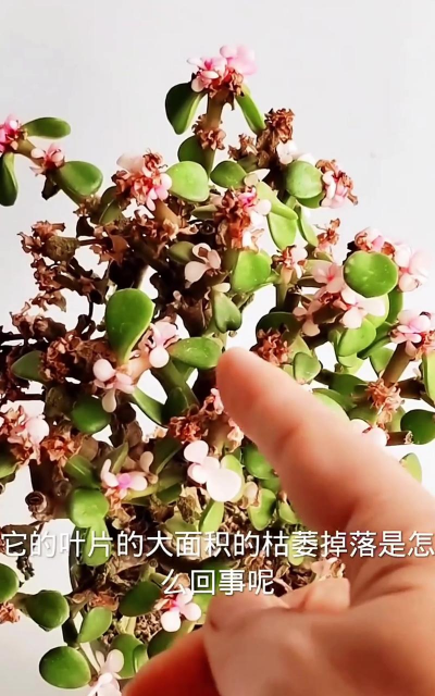 金叶玉叶落叶怎么办