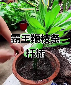 霸王树怎么养才能发侧枝