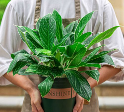 植物白雪公主怎么水养