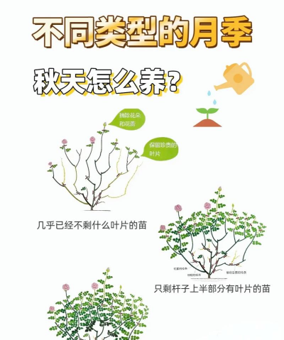 秋季月季怎么养护