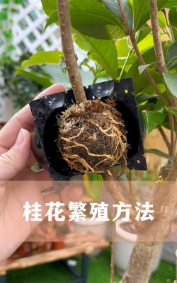 家庭养花用生根粉