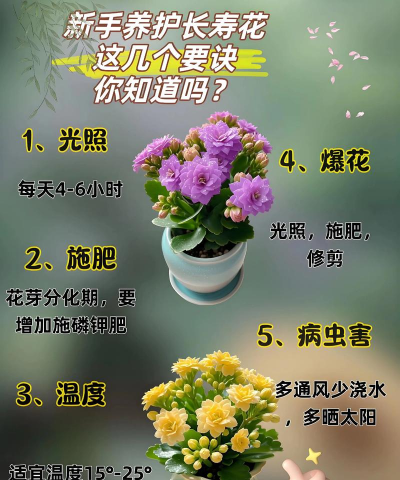 家庭养花用生根粉