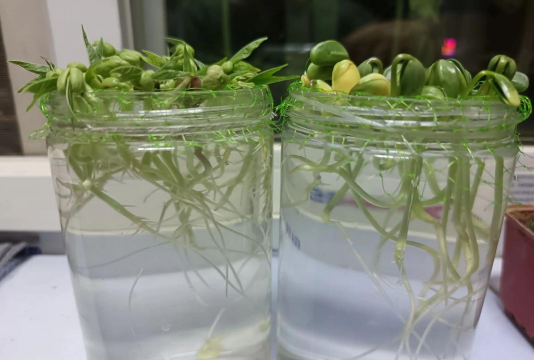 家庭养花用生根粉