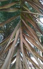 海枣受冻叶子黄了怎么办