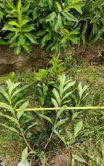 法国冬青怎么养