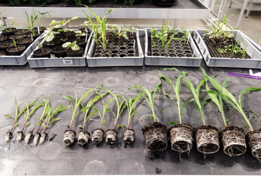 家庭养花用生根粉