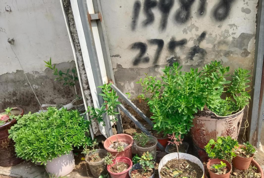 家庭养花用生根粉