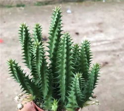 多肉 犀牛角怎么繁殖