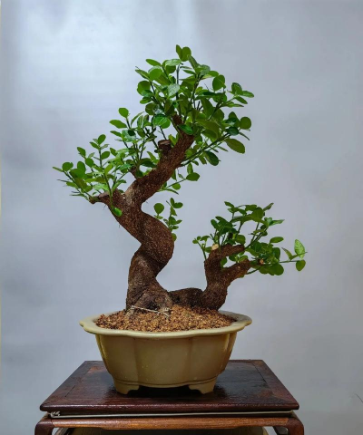 扶芳藤老桩怎么栽