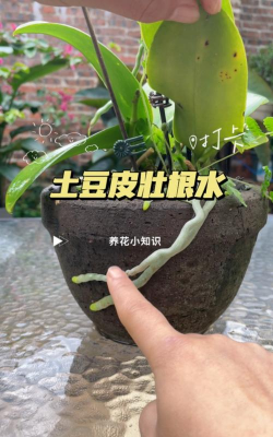 马铃薯皮养花好处