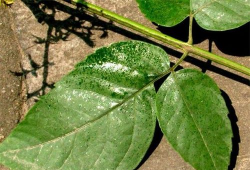 栾树流胶怎么办