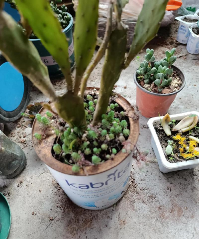 家庭养花用生根粉