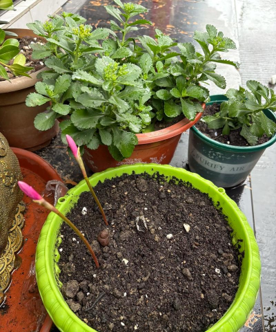 家庭养花用生根粉