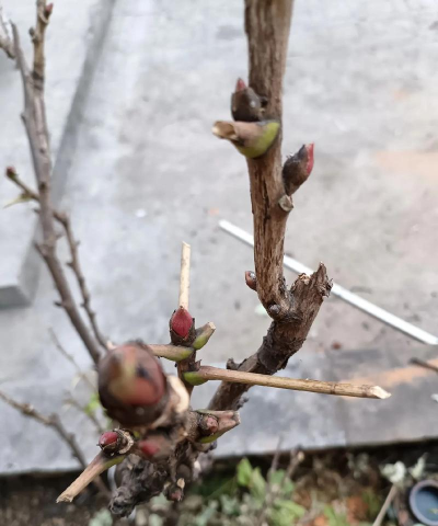 家庭养花用生根粉