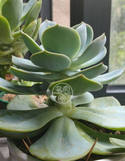 多肉植物白凤怎么砍头