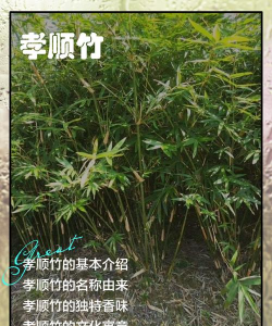 孝顺竹怎么突然叶尾黄了