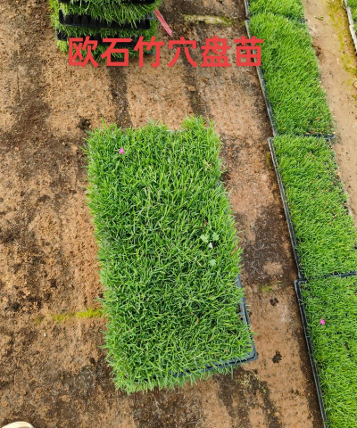 欧石竹花籽怎么种