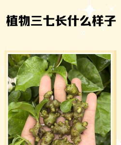 三三七是什么植物