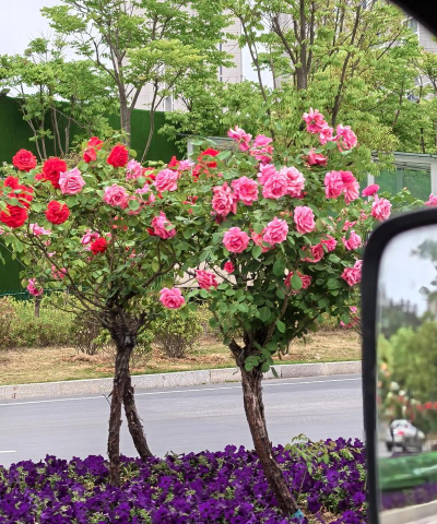 绿化什么花合适