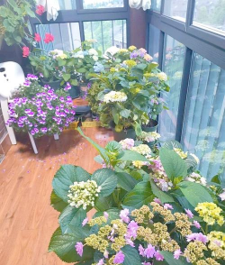 家庭养花用生根粉