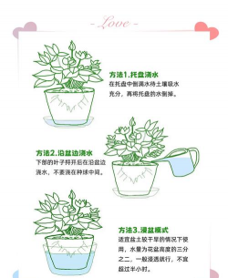 家庭养花用生根粉