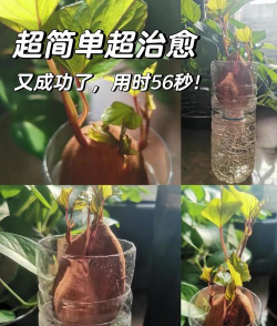 番薯藤上长根怎么