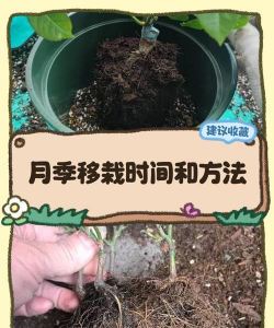 花木移栽四大要点 花木移栽四大要点