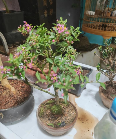 家庭养花用生根粉