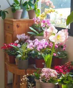 家庭养花用生根粉