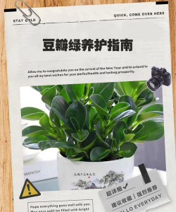 如何让豆瓣植物茂盛