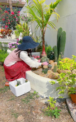 家庭养花用生根粉