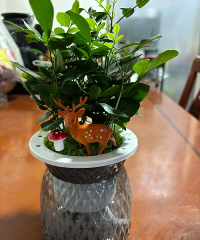 家庭养花用生根粉