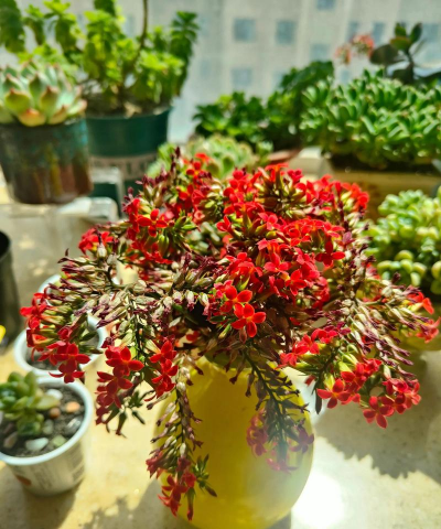 家庭养花用生根粉