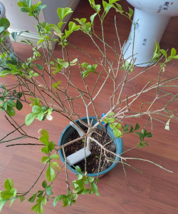 家庭养花用生根粉