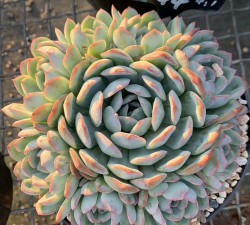 小白给娜塔莎养花