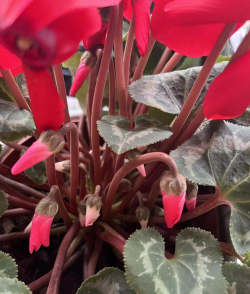 仙客来太密了怎么办