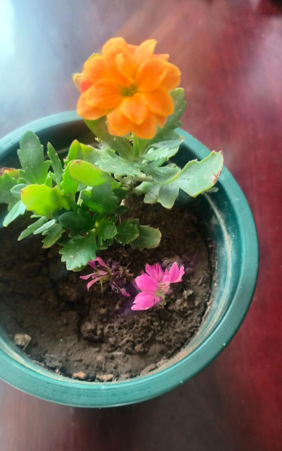 家庭养花用生根粉