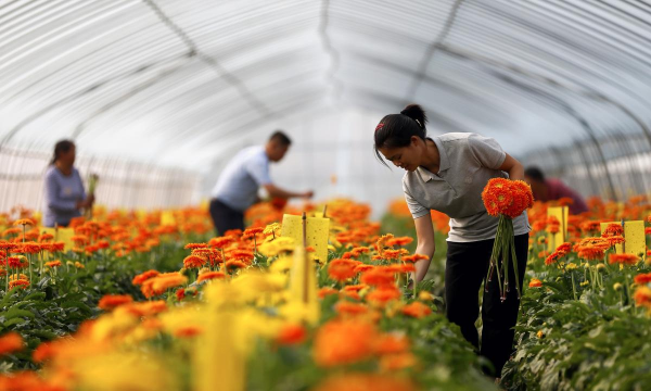 家庭养花用生根粉