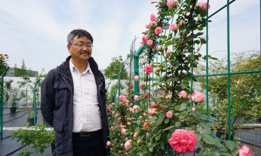 家庭养花用生根粉