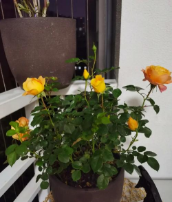 果汁能否养花草