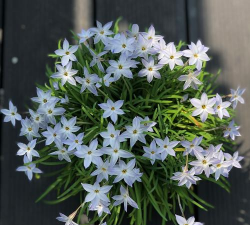 三色魔杖怎么养